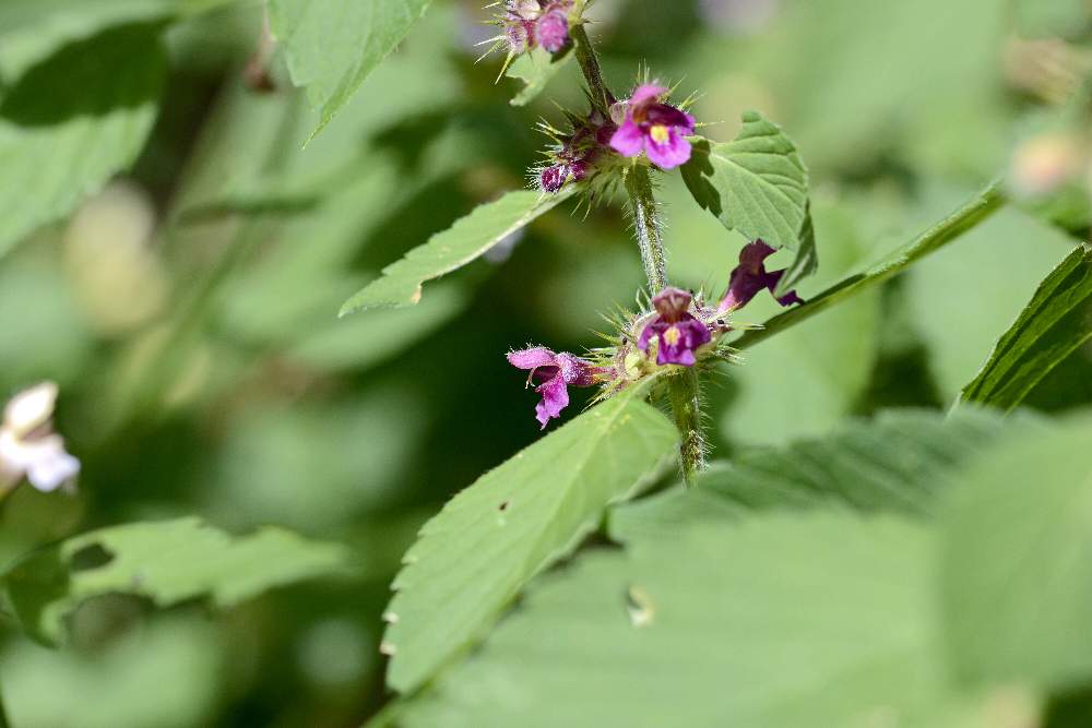 Galeopsis quarto da ID.
